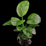 蝴蝶榕-缩略图-1