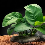 蝴蝶榕-缩略图-2