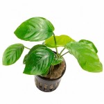 蝴蝶榕-缩略图-3