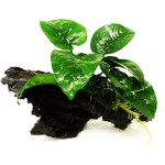 蝴蝶榕-缩略图-4