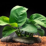 蝴蝶榕-缩略图-5