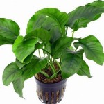 蝴蝶榕-缩略图-6