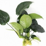 钻石榕-缩略图-1