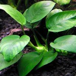 钻石榕-缩略图-2