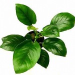 钻石榕-缩略图-3