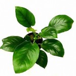 波叶芭特榕-缩略图-1