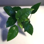 线条榕-缩略图-1