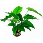 线条榕-缩略图-2