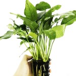 线条榕-缩略图-3