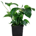 卡拉榕-缩略图-3