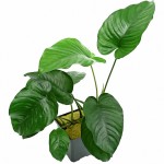 卡拉榕-缩略图-4