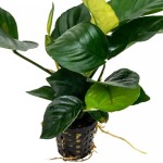 卡拉榕-缩略图-5