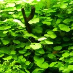 香香草-缩略图-2