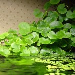 香香草-缩略图-4