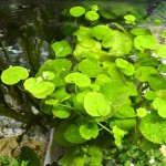 香香草-缩略图-5