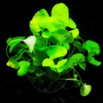 大香菇草-缩略图-2