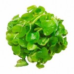 大香菇草-缩略图-3