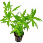 细叶水罗兰-缩略图-1