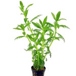 细叶水罗兰-缩略图-2