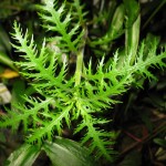 细叶水罗兰-缩略图-3