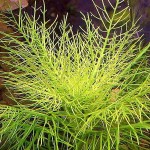 细叶水罗兰-缩略图-4