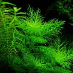 细叶水罗兰-缩略图-5