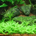 匙叶叉柱花-缩略图-1