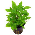 匙叶叉柱花-缩略图-2