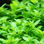 匙叶叉柱花-缩略图-3