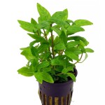 匙叶叉柱花-缩略图-4