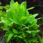 匙叶叉柱花-缩略图-5