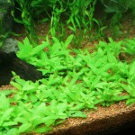 匙叶叉柱花-缩略图-6