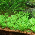 匙叶叉柱花-缩略图-7