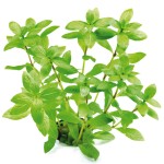 青叶草-缩略图-2