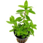 青叶草-缩略图-3