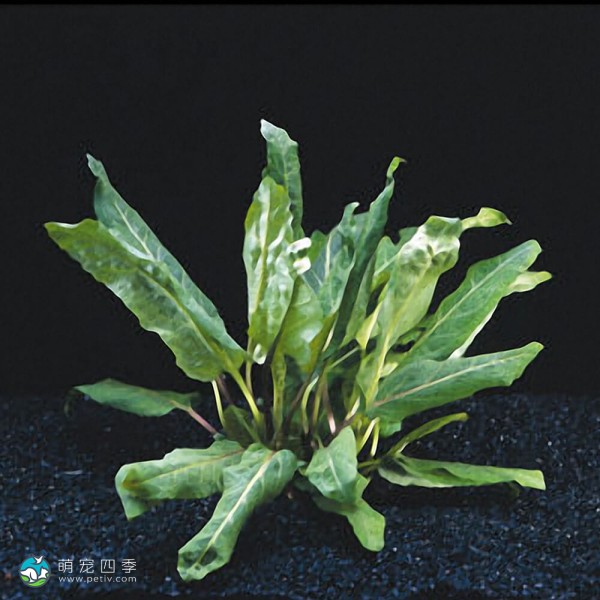 紫花假龙头草-1