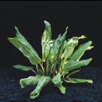 紫花假龙头草-缩略图-1