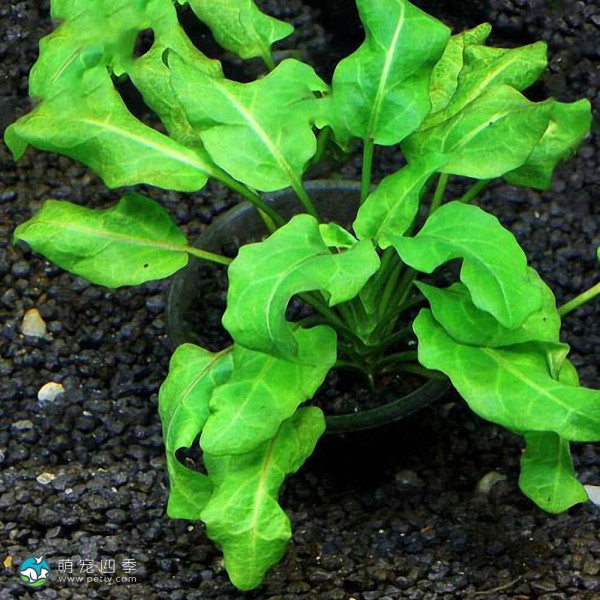 紫花假龙头草-2