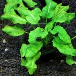 紫花假龙头草-缩略图-2