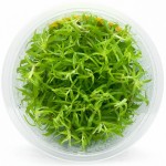 日本青百叶-缩略图-1