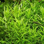 日本青百叶-缩略图-2