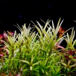 日本青百叶-缩略图-3