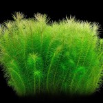 印度大松尾-缩略图-1