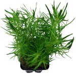 印度大松尾-缩略图-2