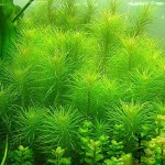 印度大松尾-缩略图-3