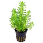 印度大松尾-缩略图-4