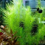 印度大松尾-缩略图-5