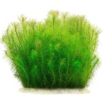 印度大松尾-缩略图-6