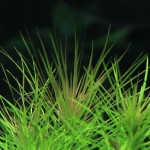 印度大松尾-缩略图-7