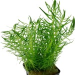 印度大松尾-缩略图-8